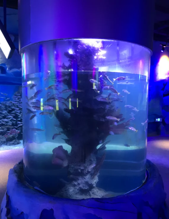 Large acrylic cylinder fish tank in acrylic aquarium — view 2
