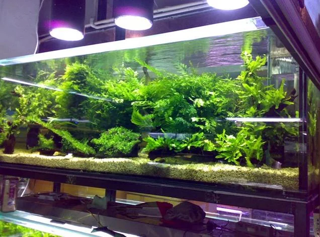 Customized Ornamental acrylic fish tank