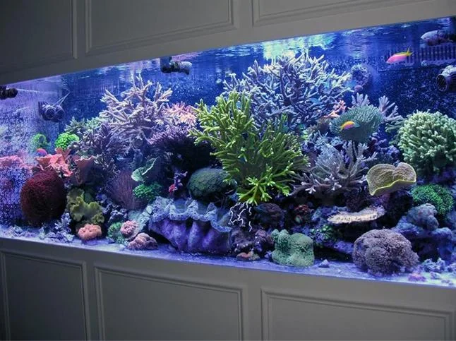 Large acrylic aquarium fish tank for restaurant