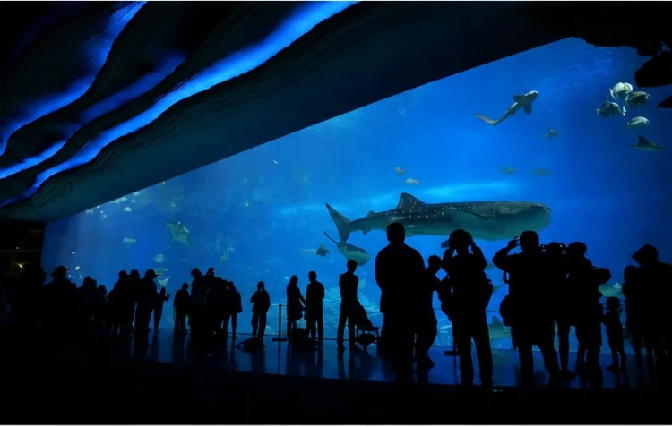 Large aquarium viewing wall example