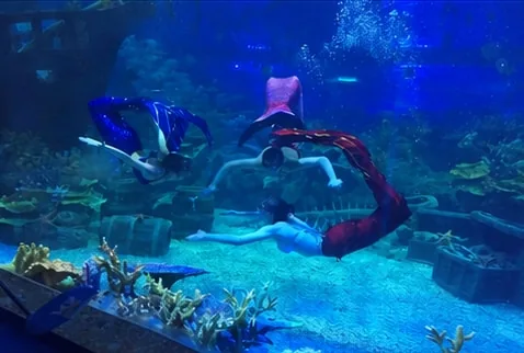 Aquarium exhibit through the viewing panel