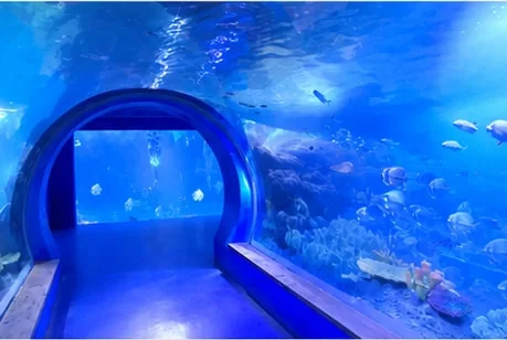 Tunnel entrance and surrounding aquarium