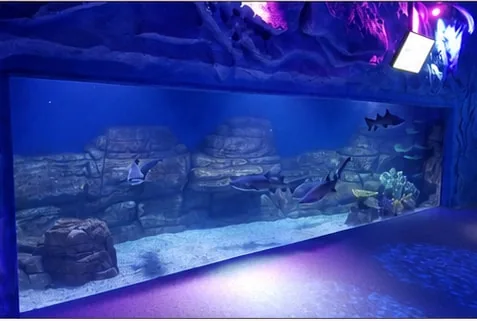 Aquarium display viewed through a flat panel