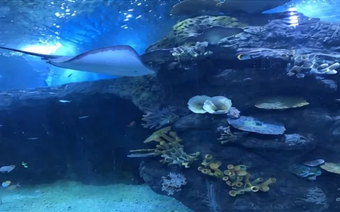 Aquarium exhibit viewed through acrylic