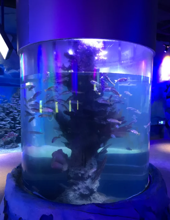 Large cylinder aquarium project — view 2